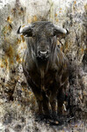 Toro Bravo-face_60x90 (130�)